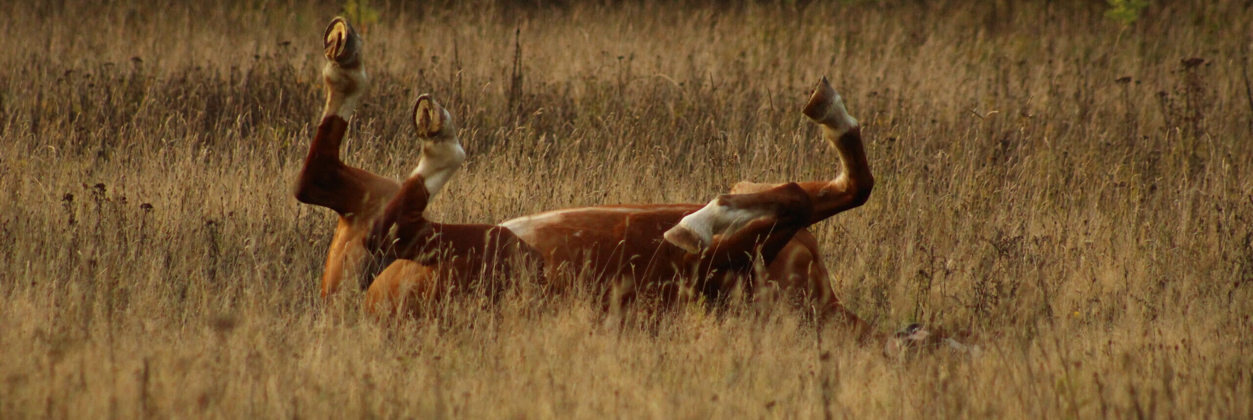 Paard koliek Bokhorst