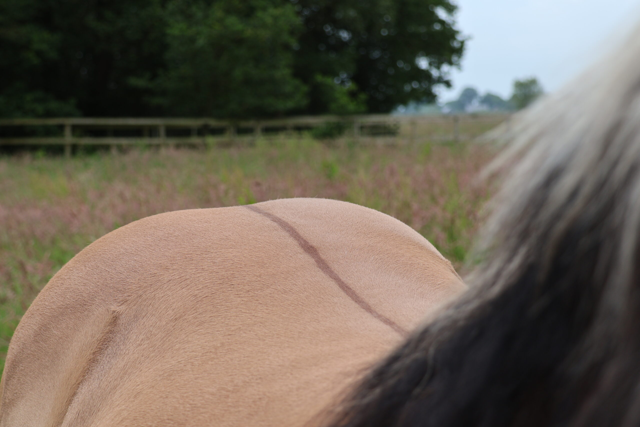 Chiropractie Osteophatie Osteopatie
